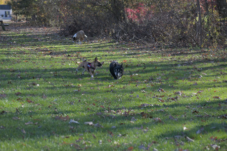 20251102_Dog Park__DSC0276_.jpg