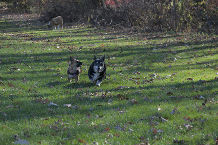 20251102_Dog Park__DSC0278_.jpg