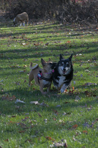 20251102_Dog Park__DSC0279_.jpg