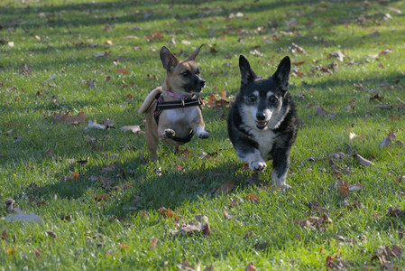 20251102_Dog Park__DSC0281_.jpg