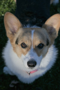 20251102_Dog Park__DSC0286_.jpg