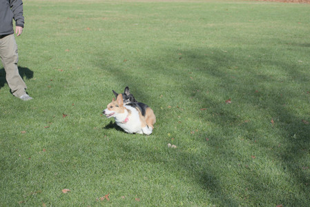 20251102_Dog Park__DSC0300_.jpg