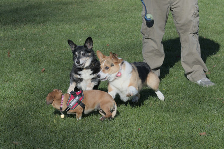 20251102_Dog Park__DSC0303_.jpg