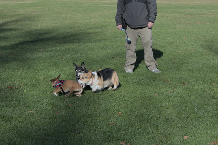 20251102_Dog Park__DSC0304_.jpg