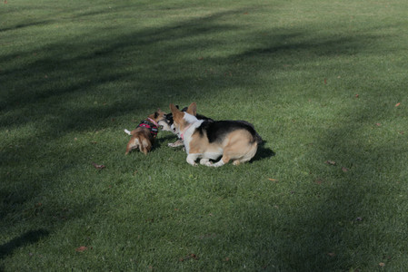 20251102_Dog Park__DSC0305_.jpg