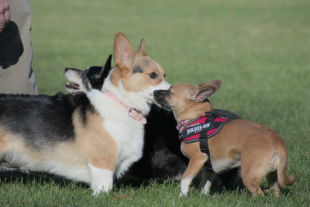 20251102_Dog Park__DSC0334_.jpg