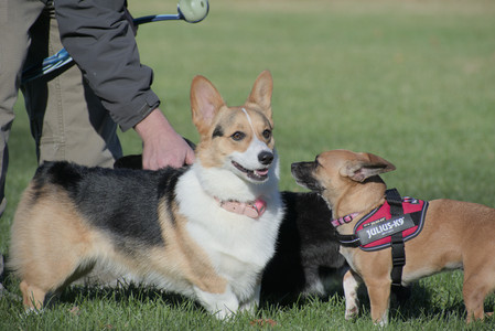 20251102_Dog Park__DSC0336_.jpg
