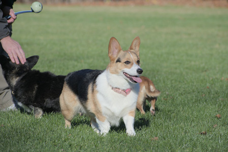 20251102_Dog Park__DSC0338_.jpg