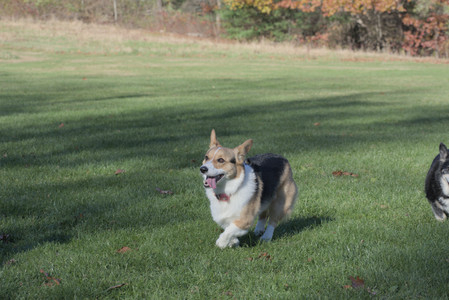 20251102_Dog Park__DSC0349_.jpg