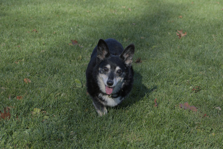 20251102_Dog Park__DSC0351_.jpg