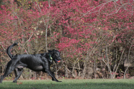 20251102_Dog Park__DSC0365_.jpg