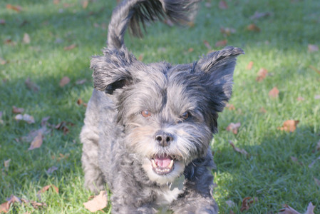 20251102_Dog Park__DSC0380_.jpg