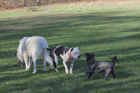 20251102_Dog Park__DSC0387_.jpg
