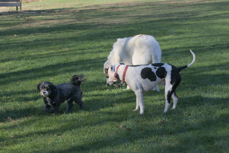 20251102_Dog Park__DSC0390_.jpg