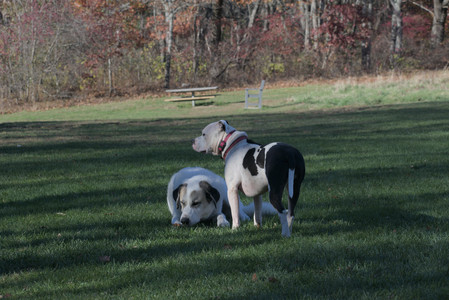 20251102_Dog Park__DSC0391_.jpg