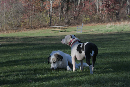 20251102_Dog Park__DSC0393_.jpg