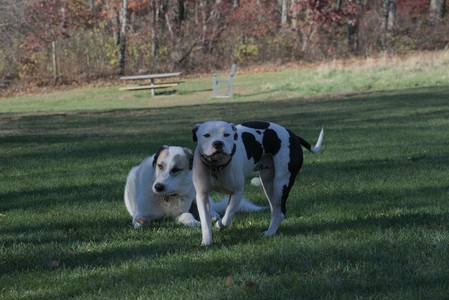 20251102_Dog Park__DSC0394_.jpg