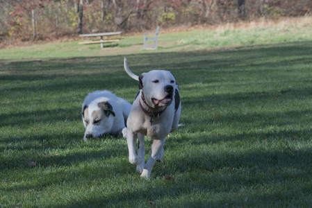 20251102_Dog Park__DSC0395_.jpg