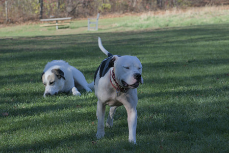 20251102_Dog Park__DSC0396_.jpg