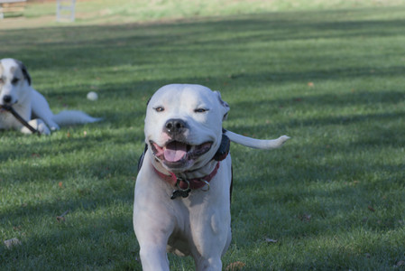 20251102_Dog Park__DSC0398_.jpg