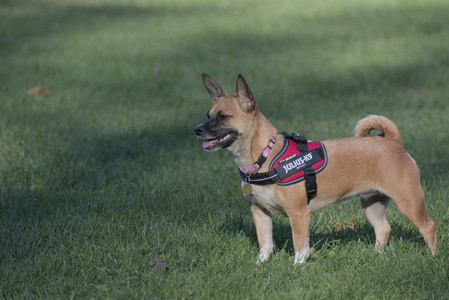 20251102_Dog Park__DSC0401_.jpg