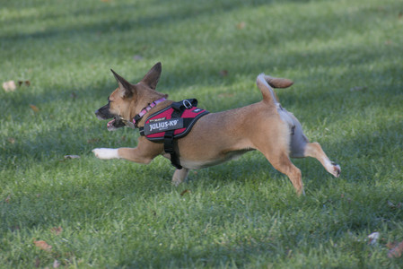 20251102_Dog Park__DSC0408_.jpg