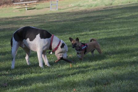 20251102_Dog Park__DSC0411_.jpg