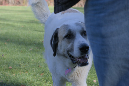 20251102_Dog Park__DSC0413_.jpg