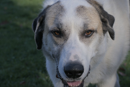 20251102_Dog Park__DSC0416_.jpg