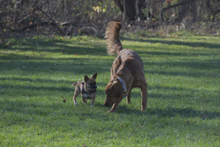 20251102_Dog Park__DSC0419_.jpg