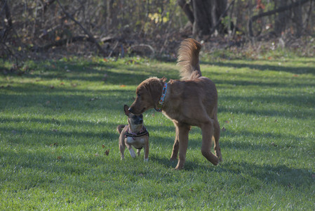 20251102_Dog Park__DSC0420_.jpg