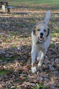 20251102_Dog Park__DSC0426_.jpg