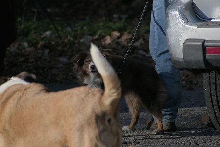 20251102_Dog Park__DSC0430_.jpg