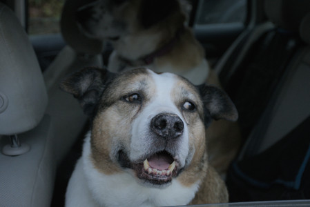 20251104_Dog park__DSC0033_.jpg