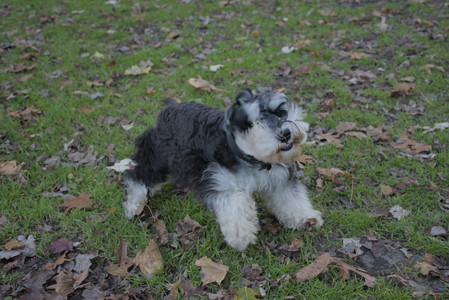 20251104_Dog park__DSC0044_.jpg