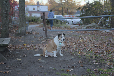 20251104_Dog park__DSC0046_.jpg