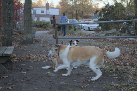20251104_Dog park__DSC0047_.jpg