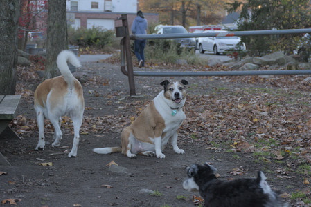 20251104_Dog park__DSC0048_.jpg