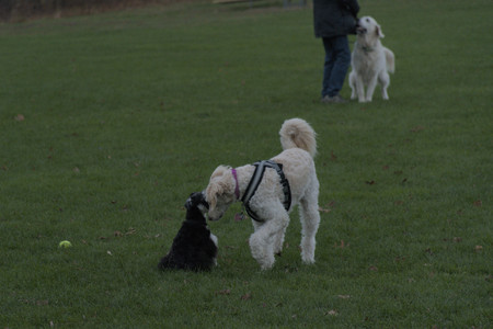 20251104_Dog park__DSC0052_.jpg