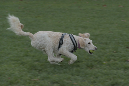 20251104_Dog park__DSC0061_.jpg