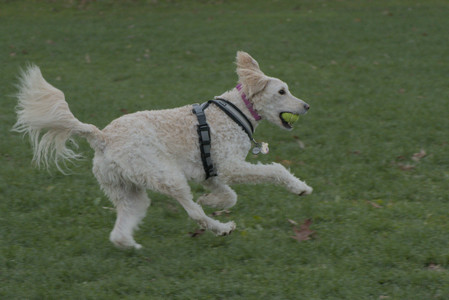 20251104_Dog park__DSC0062_.jpg