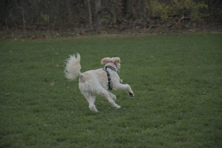 20251104_Dog park__DSC0063_.jpg