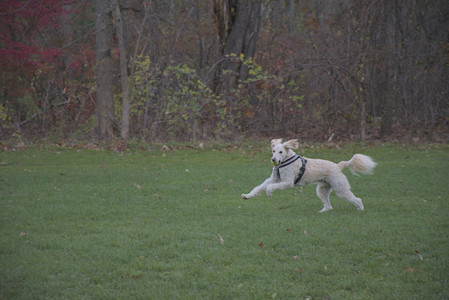 20251104_Dog park__DSC0066_.jpg