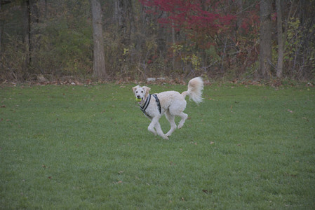 20251104_Dog park__DSC0067_.jpg