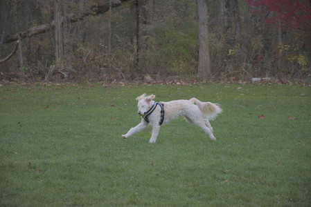 20251104_Dog park__DSC0068_.jpg