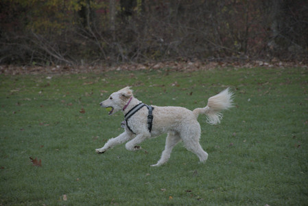 20251104_Dog park__DSC0070_.jpg