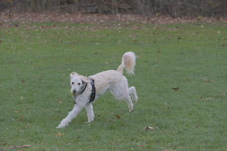 20251104_Dog park__DSC0072_.jpg
