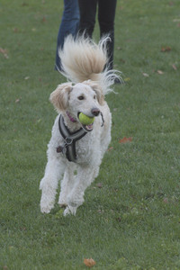 20251104_Dog park__DSC0073_.jpg