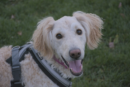 20251104_Dog park__DSC0075_.jpg