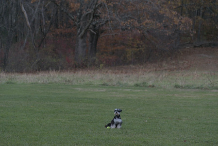 20251104_Dog park__DSC0077_.jpg